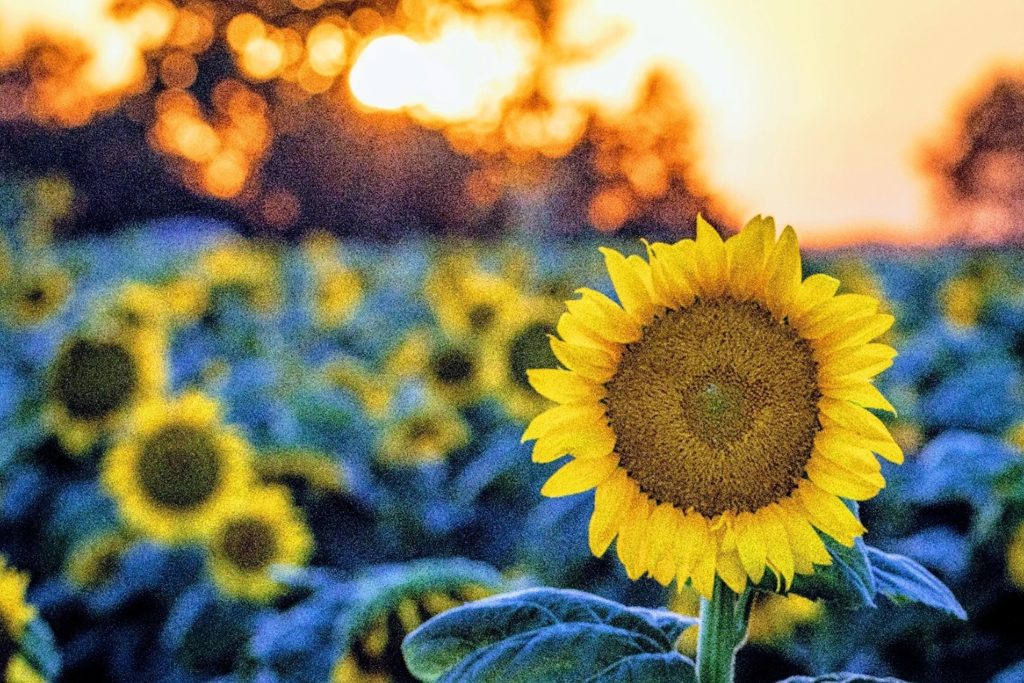 Sunflower in a field at sunset